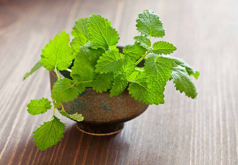 lemon balm melissa oil for bug mosquito bites