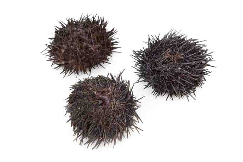sea urchin sting