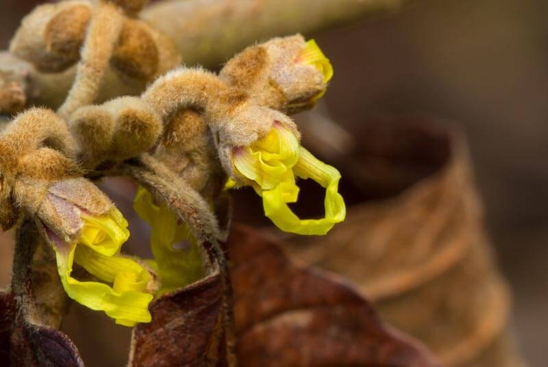 Witch Hazel Flowers 