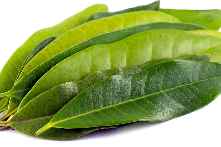 west-indian-bay-leaf-essential-oil