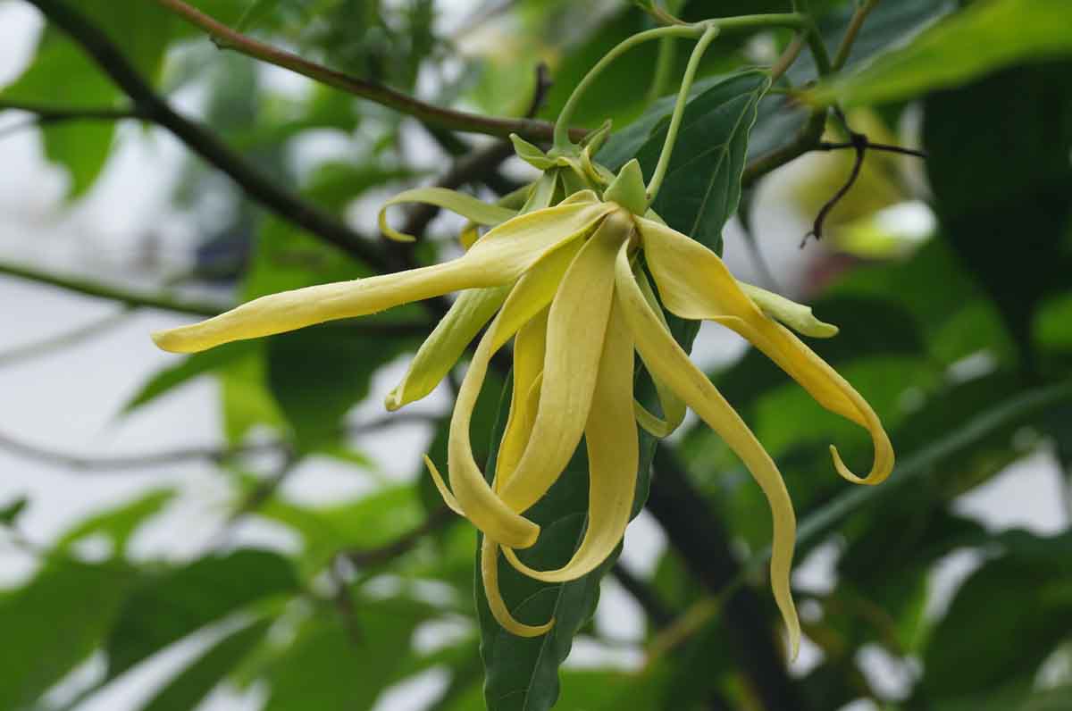 ylang-ylang-tree-essential-oil