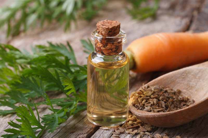The essential oil of carrot seeds in a glass bottle macro