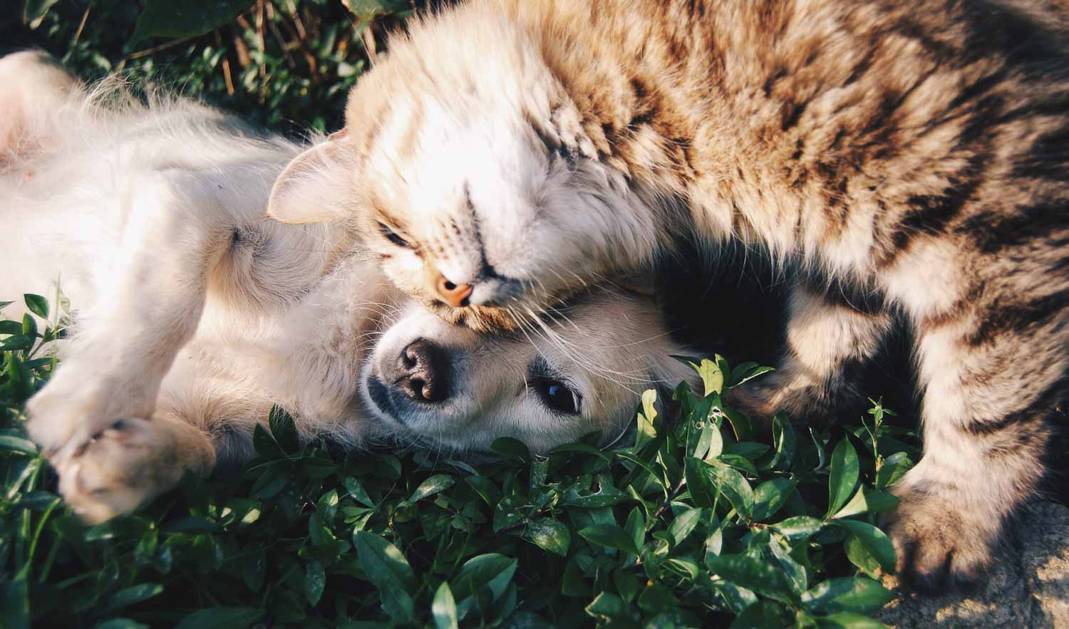 5 Best Essential Oils For Treating Fleas For Dogs Cats Home